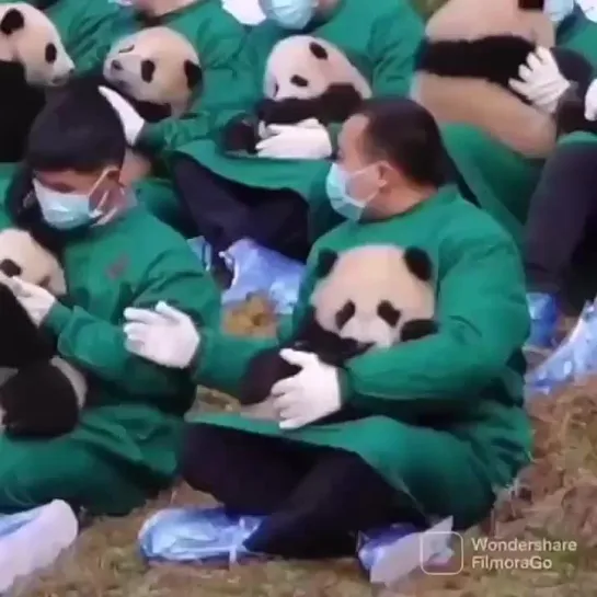 Тяжелая работенка 🐼