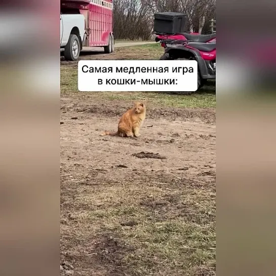 Он за ней охотится или провожает?👀