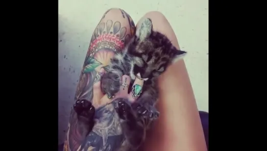 Tattoos and kitties