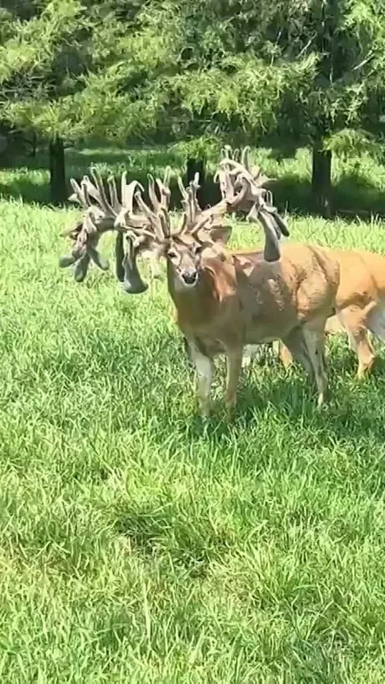 20-point-buck-spotted-in-the-wild-1723896807904.mp4