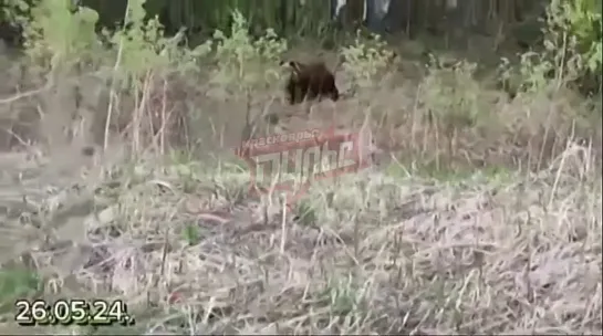 Video by "Жесть Красноярска" Криминал • ЧП • Новости •