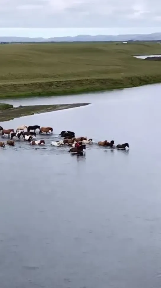 Horses crossing Ranga river, Iceland