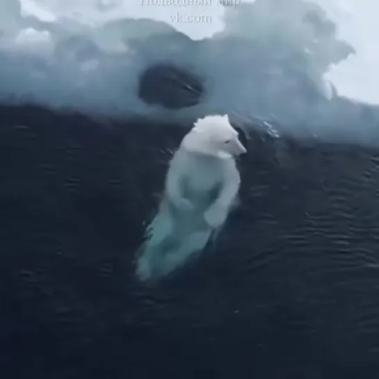 Белый медведь плещется в водичке 💙