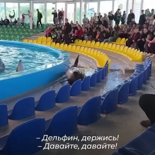 Помогли дельфин вернуться в воду