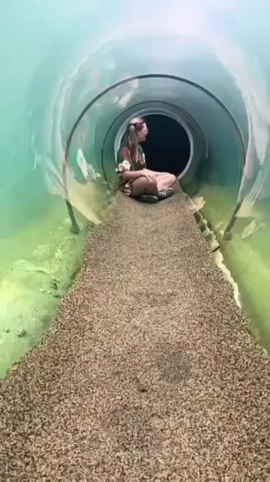 Zoo with a tunnel where you can get closer to a huge crocodile