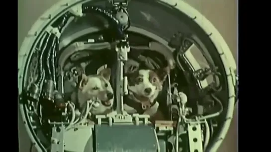 Belka and Strelka in space (Белка и Стрелка в космос)