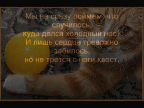 Моя любимая кошечка