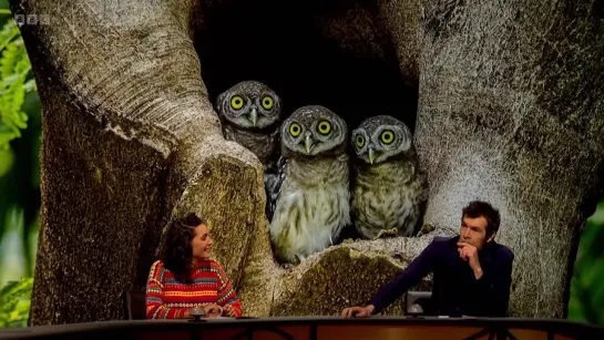 QI XL S21E08 - U-Animals (Rhod Gilbert, Lara Ricote, Ahir Shah)