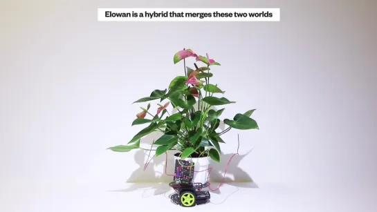 Elowan A Plant-Robot Hybrid