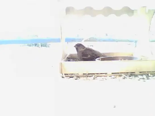 my_birds_06_25.01.2022