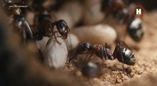 Царство муравьёв / The Realm of Ants (2021)