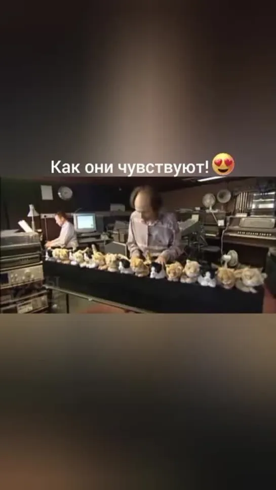 мяукают жесть!