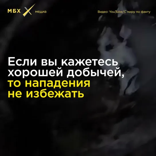 Что делать при встрече с медведем