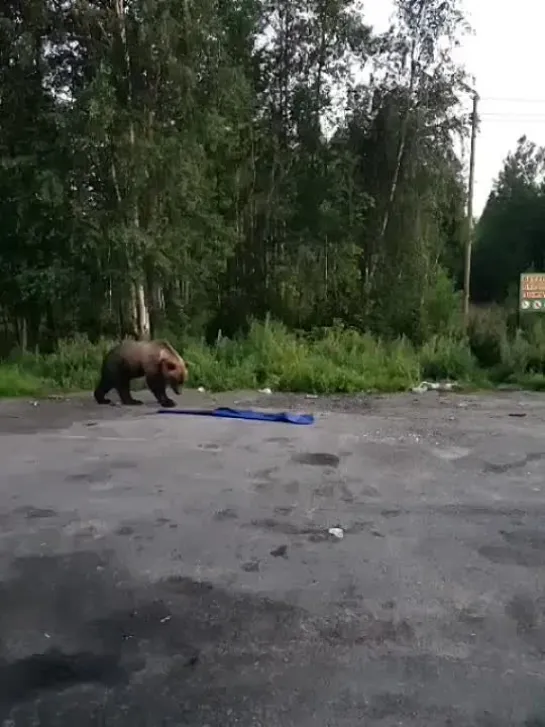 Медведей разрешено отстреливать