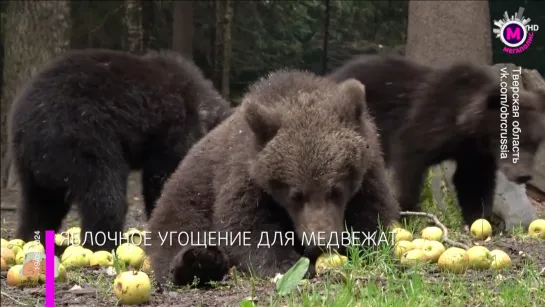 Мегаполис - Яблочное угощение для медвежат - Тверская область