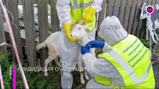 Мегаполис – Ликвидация очага ящура – Ханты-Мансийский район