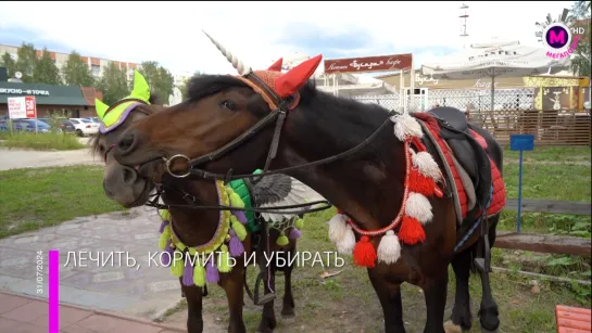 Мегаполис - Лечить, кормить и убирать - Россия