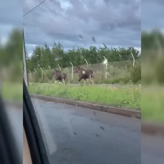 Лоси бегут вдоль дороги | Поребрик Сити