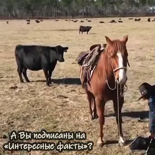 Лошадь защищает своего хозяина от коровы, пока тот клеймит её телёнка