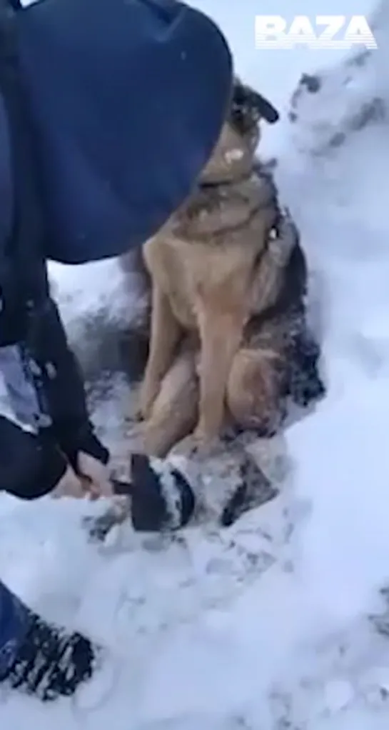 Спасли собаку вмёрзшую в лёд #калуга