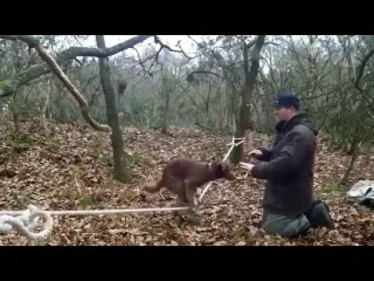 Собака балансирует на канате