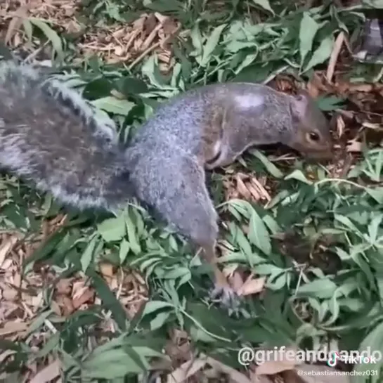 Белка 🐿