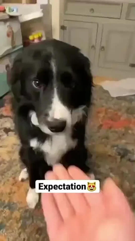 expectation vs кусь