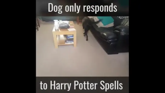 Harry Pupper