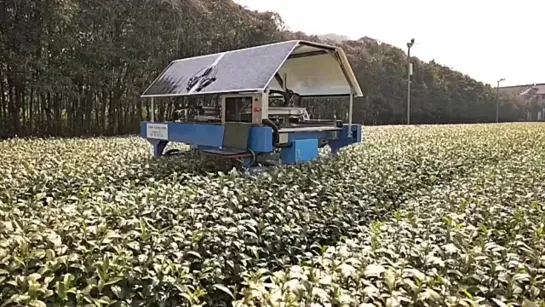 Робот на солнечных батареях для сбора чая 🌿