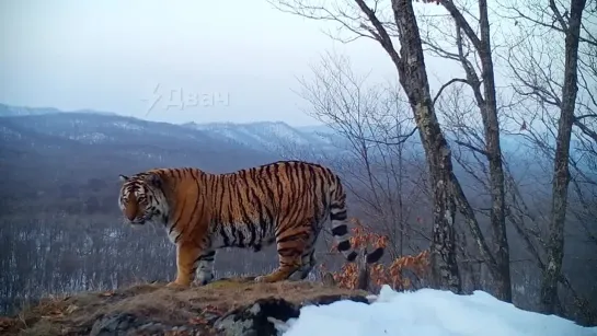 Амурский тигр осматривает свои территории 🌿