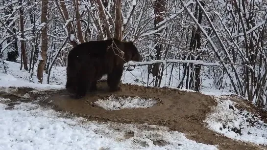 Так выглядит ПТСР у животных, содержавшихся в неволе 💔