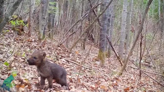 Первый вой волчонка 🥰