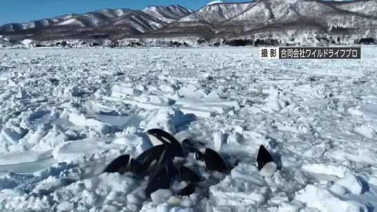 16 косаток заблокированы в полынье в японских территориальных водах