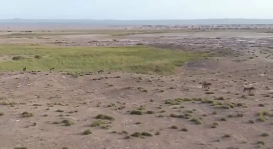 Лошади Пржевальского в выпущены в природу в Китае 🌳