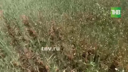 Засуха в Татарстане 🌾💧