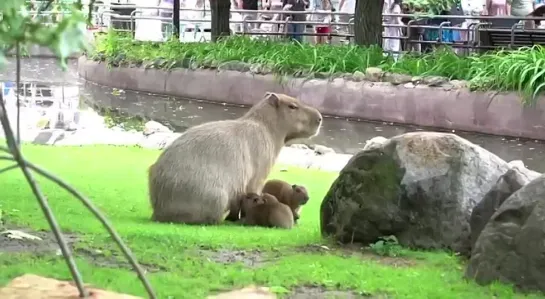 Три детеныша капибары родились в Московском зоопарке 🌳