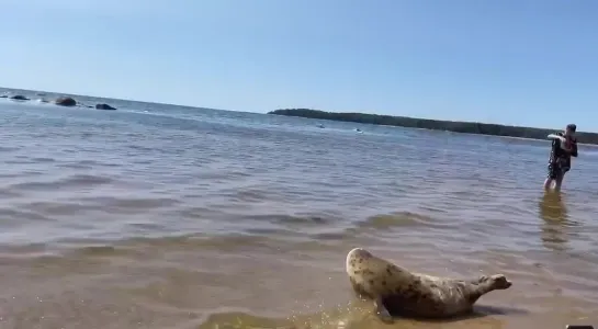 Спасенных тюленей выпустили на волю в Санкт-Петербурге 🦭