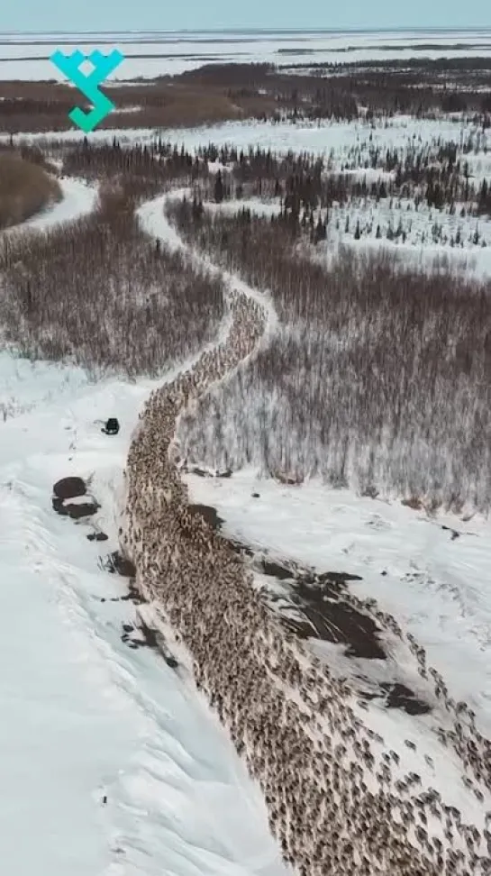 Приуральские оленеводы устремились на летние пастбища 🌿