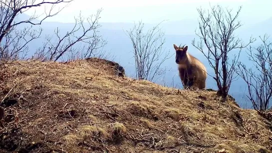 Редчайший горал попал на видео 🐏