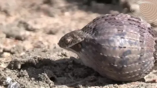 Как яйцеед превратился в шар 🐍🙊