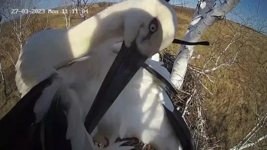 Первый аист вернулся в Амурскую область 🥰