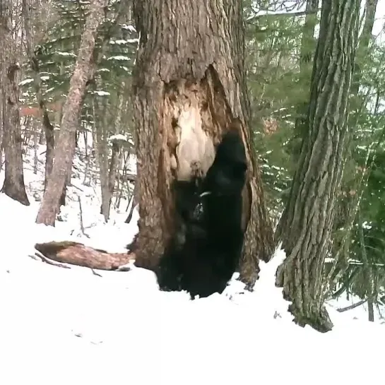 «Танец весны» от мишки в «Земле леопарда» 🐆