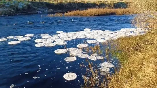 «Ледяные блины» на реке в Шотландии 🥞🌨