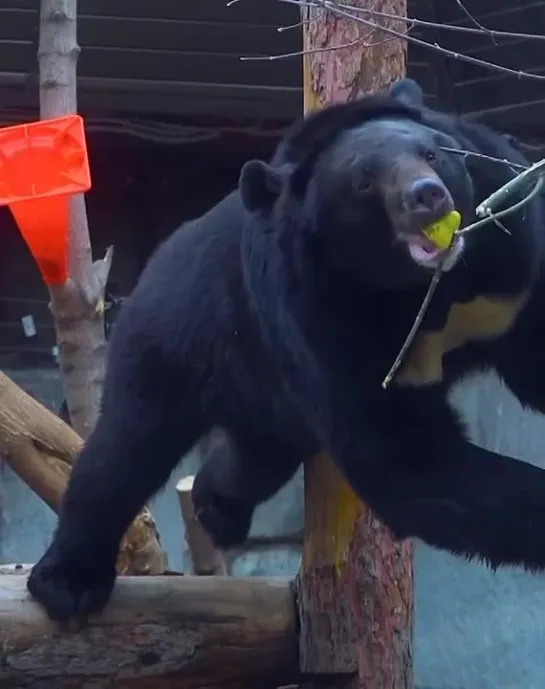 Новоселье в Московском зоопарке 🐻