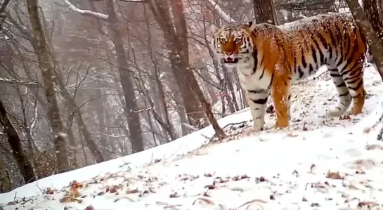 Мама-тигрица зовет малышей 😍