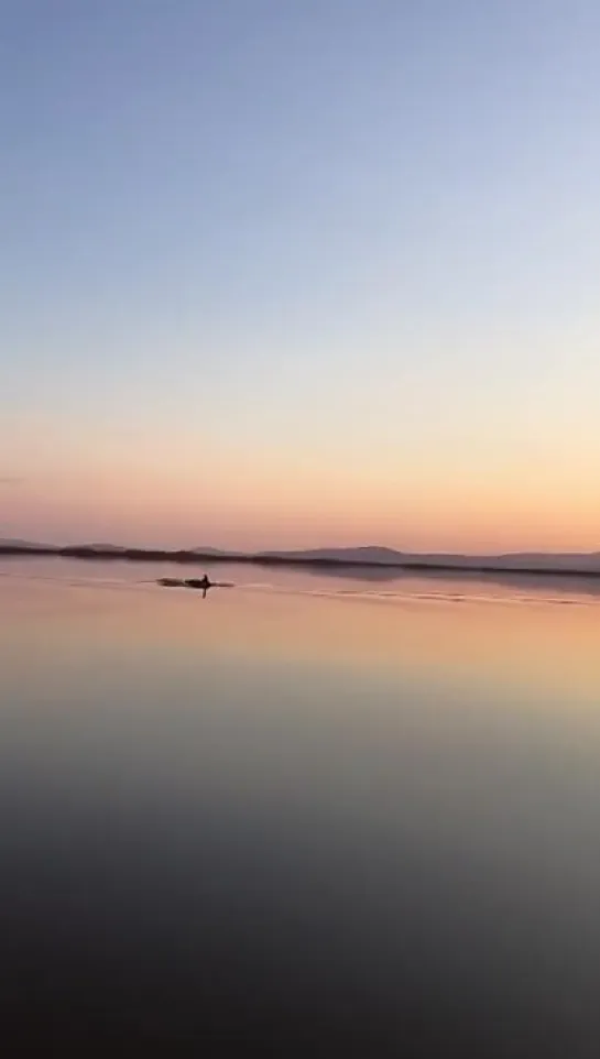 Дальневосточные косатки вышли из моря в Амур 🌿