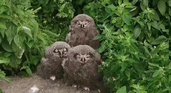 Птенцы-«пуховички» в Московском зоопарке 🥰