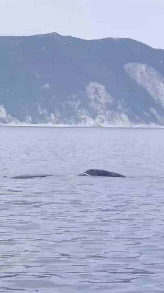 В Охотском море спасают кита — он запутался в сетях 🐋❗️