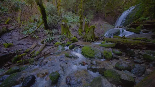 4K Forest video and Water Nature Sound (2-hours) Relaxation Video Episode 3 - Coal Creek Falls