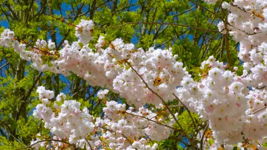 4K Flowers  Leaves - Relaxing Nature Sound - 2 HOURS 4K UHD Video